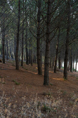 Pine trees landscape with path for hiking in Alentejo, Portugal