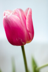 Pink tulip with green leaves on a white background
