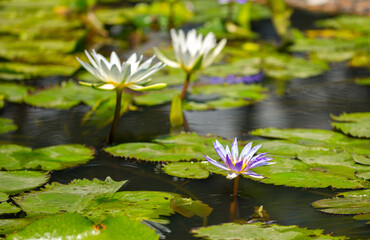 Water lily in the pond. Calmness and pacification. Spa treatments, yoga, meditation. The sacred lotus flower in Buddhism. Tropical nature, jungle, India.