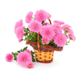 Chrysanthemum flowers in basket.