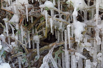Eiszapfen an einem Gehölz