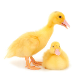 Little cute duckling.