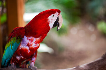 Animal Bird Parrot with Colorful Feathers