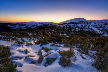 snowy landscape with trees and dwarf pine after sunset