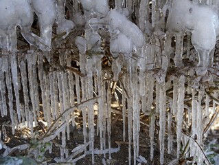 Eiszapfen an einem Gehölz