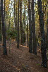 Pine trees landscape with path for hiking in Alentejo, Portugal