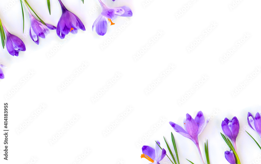Wall mural frame of violet crocuses on a white background with space for text. spring flowers. top view, flat l