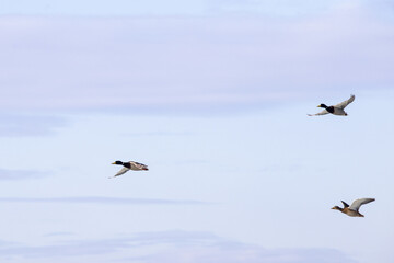 Obraz premium drei ente fliegen ab über den eisigen Balaton