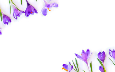 Obraz na płótnie Canvas Frame of violet crocuses on a white background with space for text. Spring flowers. Top view, flat lay