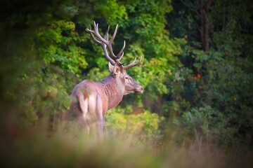 Red deer, cervus elaphus, standing in forest in in summertime nature. Stag with massive antlers looking in woodland. Wild mammal observing through the trees from back.