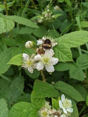 bee on a flower