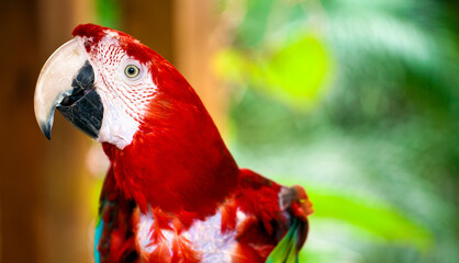 Animal Bird Parrot with Colorful Feathers
