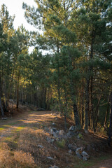 Fototapeta na wymiar Pine trees landscape with path for hiking in Alentejo, Portugal