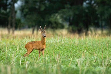 Big roe deer, capreolus capreolus, buck standing on agricultural field in summer with copy space. Animal wildlife with massive antlers staring aside on green meadow in horizontal composition.