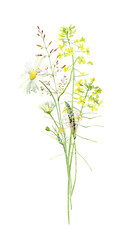 Watercolor bouquet of white daisies and plantain on a white background 
