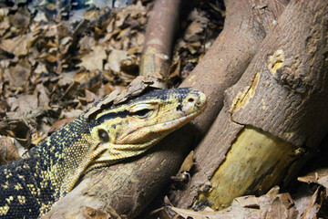 A large yellow lizard lives in a glass cabinet at a public zoo. Close-up of a reptile's head. Close-up of a young lizard camouflaged in nature. This iguana species ranges in color from deep red to