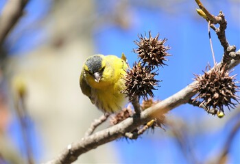 Cute yellow bird singing on the branch