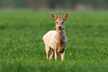 Alert roe deer, capreolus capreolus, buck with white fur looking into camera on a green field in spring. Albino mammal with antlers standing in fresh nature from front view. © WildMedia