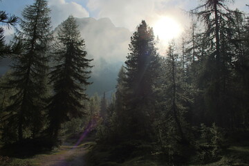 Wald mit Wolken und Bergen im Hintergrund 