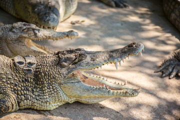 Crocodiles in nature swim in the lake. Many predators lie on the banks of the river, basking in the sun. Crocodile farm.