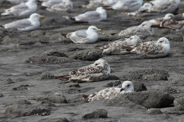 The European herring gull (Larus argentatus) is a large gull. One of the best known of all gulls along the shores of western Europe, it was once abundant. 
