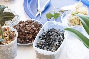 Transplanting and caring for orchids phalaenopsis at home, pruning the roots of orchids, foam glass grow plant bark of coniferous plants moss filler pots for orchids, tools for transplanting.