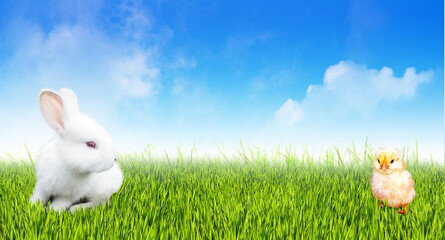 A white rabbit and a small chicken on the lush green grass against the blue sky.