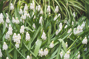 white mouse hyacinth flowers , close- up, selective focus, tinted image