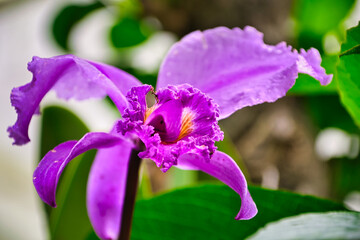 Orqu&iacute;deas Colombia