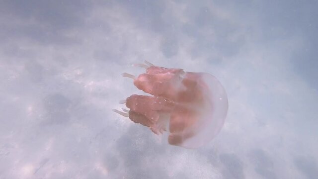 Close up video of a jellyfish swimming in the water. Soft sound of water. Isolated jellyfish and its movement pattern.