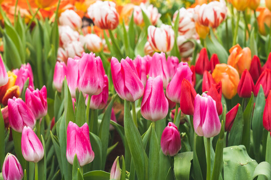 lots of colorful tulips close-up, different varieties of tulips, bright spring flowers, background image, selective focus, tinted image