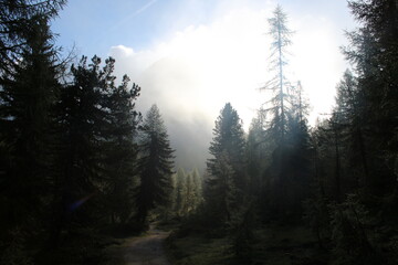 Wald mit Wolken und Bergen im Hintergrund 