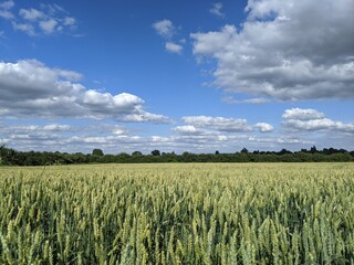 wheat field and sky