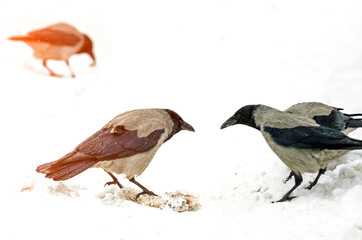 Crows in the snow are looking for food.