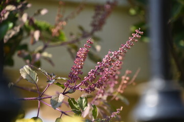 lavender gazing in the sun