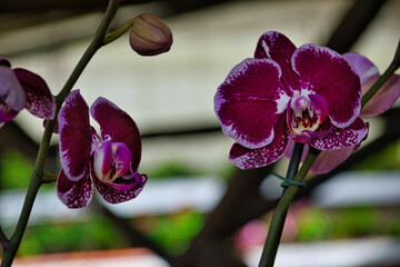 Orqu&iacute;deas Colombia