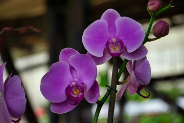 Orqu&iacute;deas Colombia