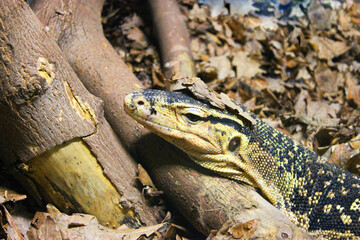 A large yellow lizard lives in a glass cabinet at a public zoo. Close-up of a reptile's head. Close-up of a young lizard camouflaged in nature. This iguana species ranges in color from deep red to