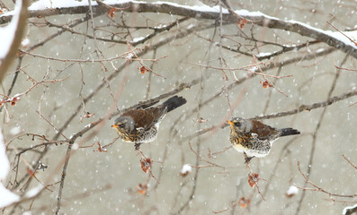A pair of beautiful birds of Fieldfare among the branches of the tree and snow...