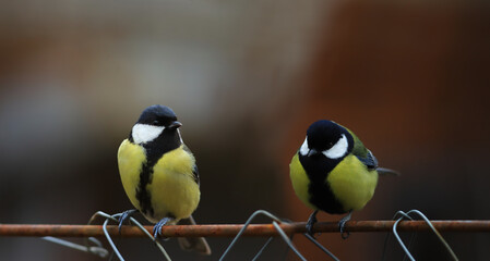 A pair of tits is sitting on the fence, on a blurry background of indeterminate color...