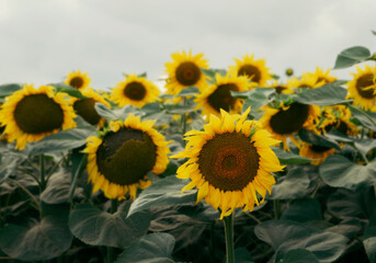 Yellow sunflowers in gloomy day