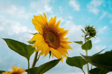 Sun flower backround yellow blue green colors photo