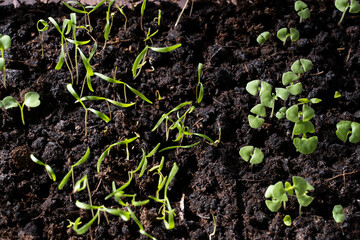 arugula sprouts dill Basil parsley in the ground close-up, selective focus, concept of healthy food and proper nutrition, seedlings on a wooden table, growing herbs