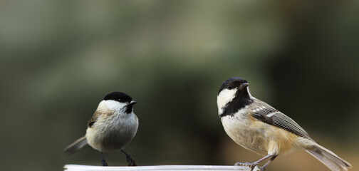 Marsh tit  and coal tit sit together on a blurry green background..