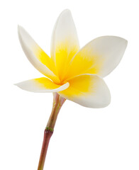 Plumeria flower © Scisetti Alfio