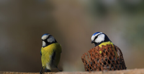 Fototapeta premium Two blue titmice gathered near the feeder...