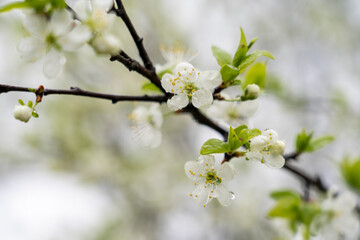 Obraz premium Apple tree blooming in spring with white flowers, close-up, tinted image, spring flowers selective focus