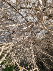 A tree in winter 
