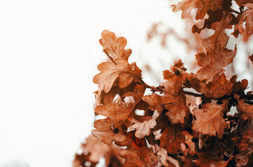 Dry oak leaves on oak branches on a winter tree