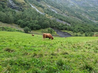 cows in the mountains